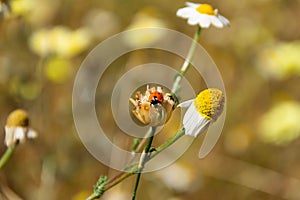 Ladybug in a daisy flower, spring is here photo