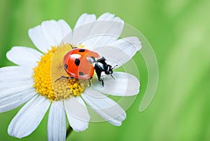 Marienkäfer septiert auf der gänseblümchen 