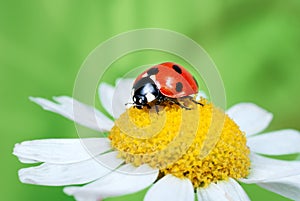 Ladybug on daisy