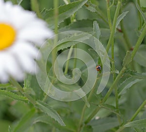 A ladybug on a daisy stem.