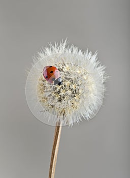 Ladybug on dandelion