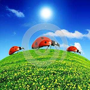 Ladybug on dandelion field