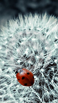 ladybug on a dandelion flower
