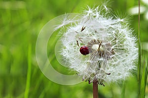 Ladybug on dandelion on a green grass background