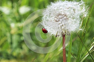 Ladybug on dandelion on a green grass background