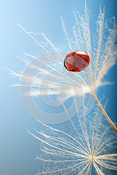 Ladybug and dandelion, macro shot, selective focus with copy