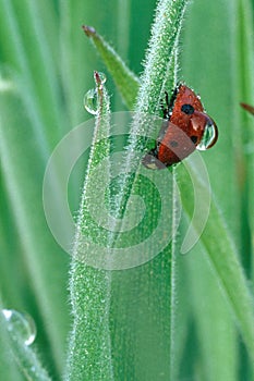 Ladybug with Dew Drop on Back