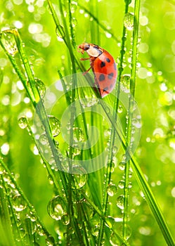 The Ladybug on a dewy grass.