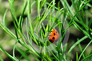 Ladybug on dill plant beautiful action in nature