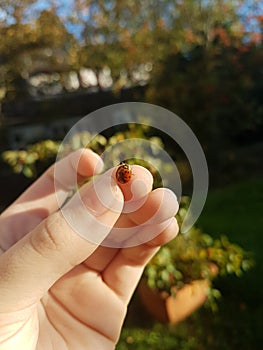 ladybug doesn& x27;t want to fly away photo