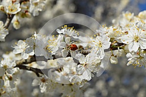 Ladybug without dots on a white cherry blossom in spring, macro