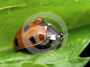 ladybug with drop