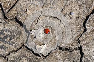 Ladybug on a dry cracked ground photo