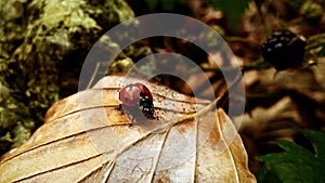 Ladybug on a dry leaf. Slovakia