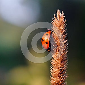 Ladybug on the ear covered with dew