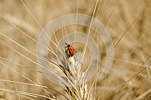 Ladybug on ear of wheat in the field close-up photo