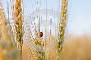 Ladybug on ears of wheat in dew drops.