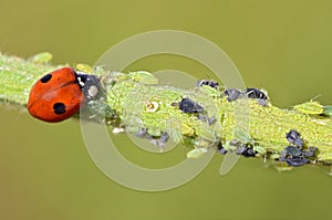 Ladybug eating aphids