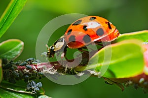 Ladybug eating aphids photo