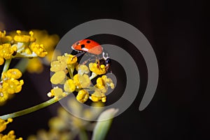 Ladybug eating pollum