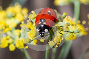 Ladybug eating pollum