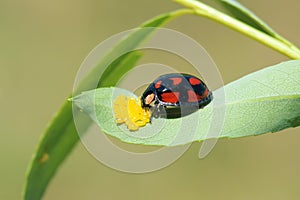 Ladybug