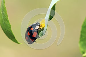 Ladybug
