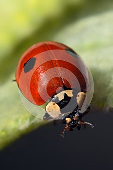 Ladybug macro - ladybug on the edge of a leaf closeup - red ladybug - gargarita