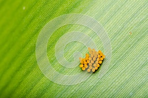 Ladybug egg on leaf