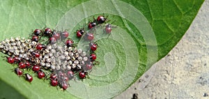 Ladybug eggs hatch