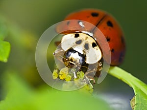 Ladybug feeds on aphids
