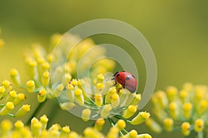 Ladybug on fennel flower