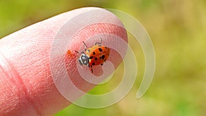 Ladybug on a finger tip