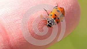 Ladybug on a finger tip