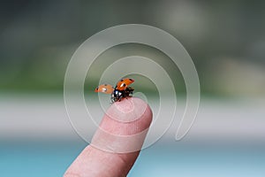 Ladybug on fingertip