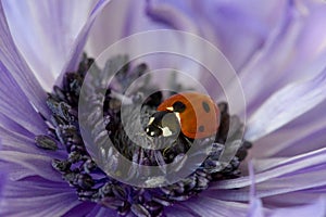 Ladybug Purple Amemone Floret 06