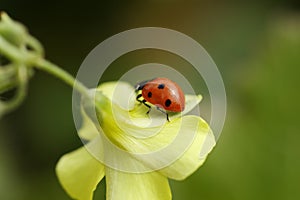 Ladybug on flower