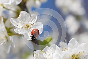 Ladybug on flower of blossoming fruit tree. Red Ladybird. Close