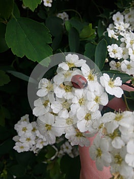 Ladybug on flower of blossoming fruit tree. Red Ladybird. Close up