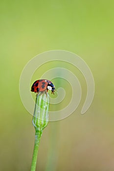 Ladybug on a flower bud.