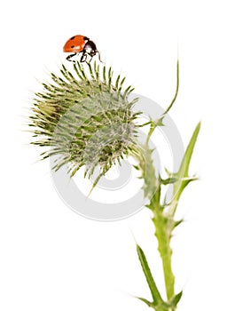 Ladybug, flower burdock isolated on white background
