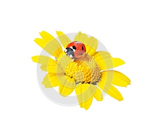 Ladybug in a flower-clippingpath