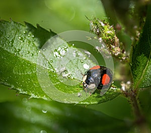 Ladybug on a flower full of lice