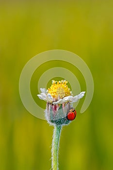 Ladybug on flower of grass