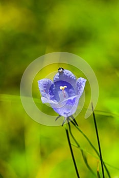 Mariquita septada sobre el flor 