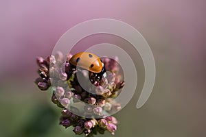 A ladybug on a flower released on a warm summer day. Macro shot