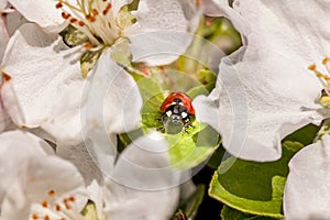 Ladybug in flowers