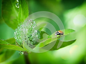 Ladybug on flowers with dew drops