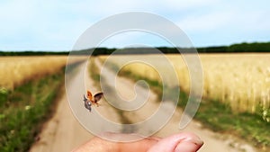 Ladybug flying away from female hand beautiful summer landscape sunny day positive concept