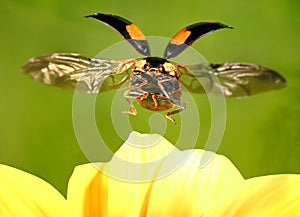 Ladybug flying. Ladybird Harmonia axyridis Coleoptera: Coccinellidae